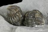 Two Enrolled Flexicalymene Trilobites - Ohio #136964-4